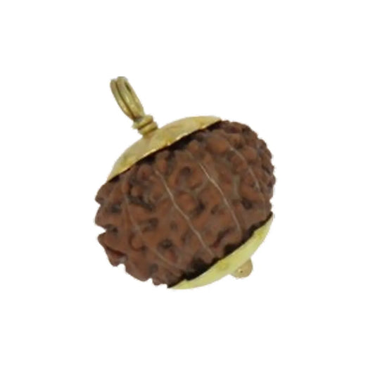 Original 13 Mukhi Rudraksha Java โ Attraction & Manifestation Bead (Without Cap / Golden Cap / White Cap)
