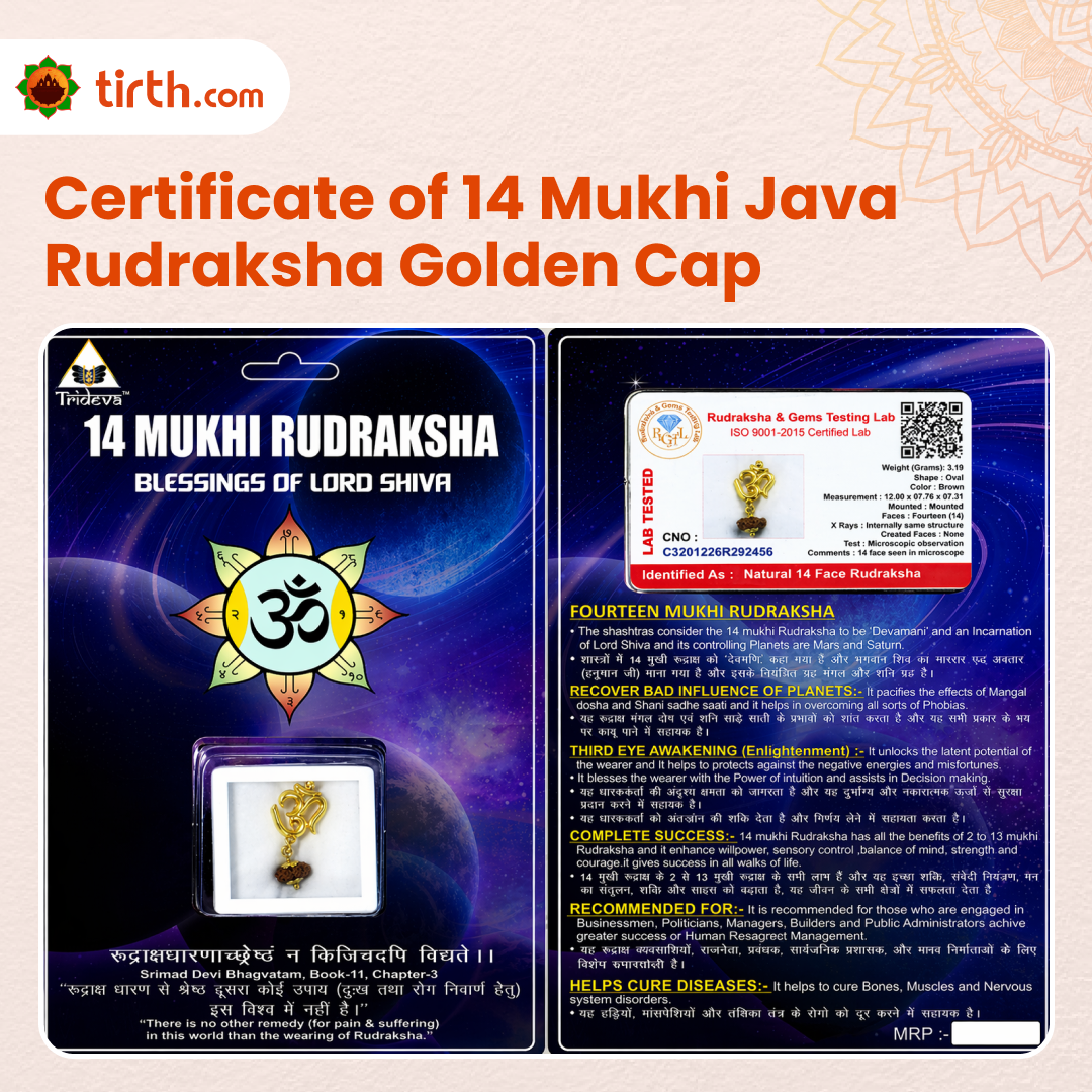 Original 14 Mukhi Rudraksha Java – Devmani Intuition & Divine Protection Bead (Without Cap / Golden Cap / White Cap)