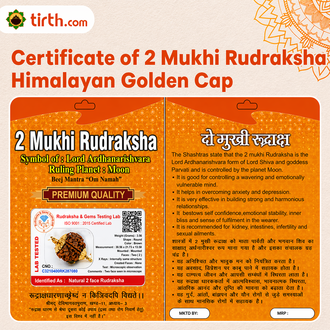 Original 2 Mukhi Rudraksha Himalayan – Divine Harmony Bead (Without Cap / Golden Cap / White Cap)