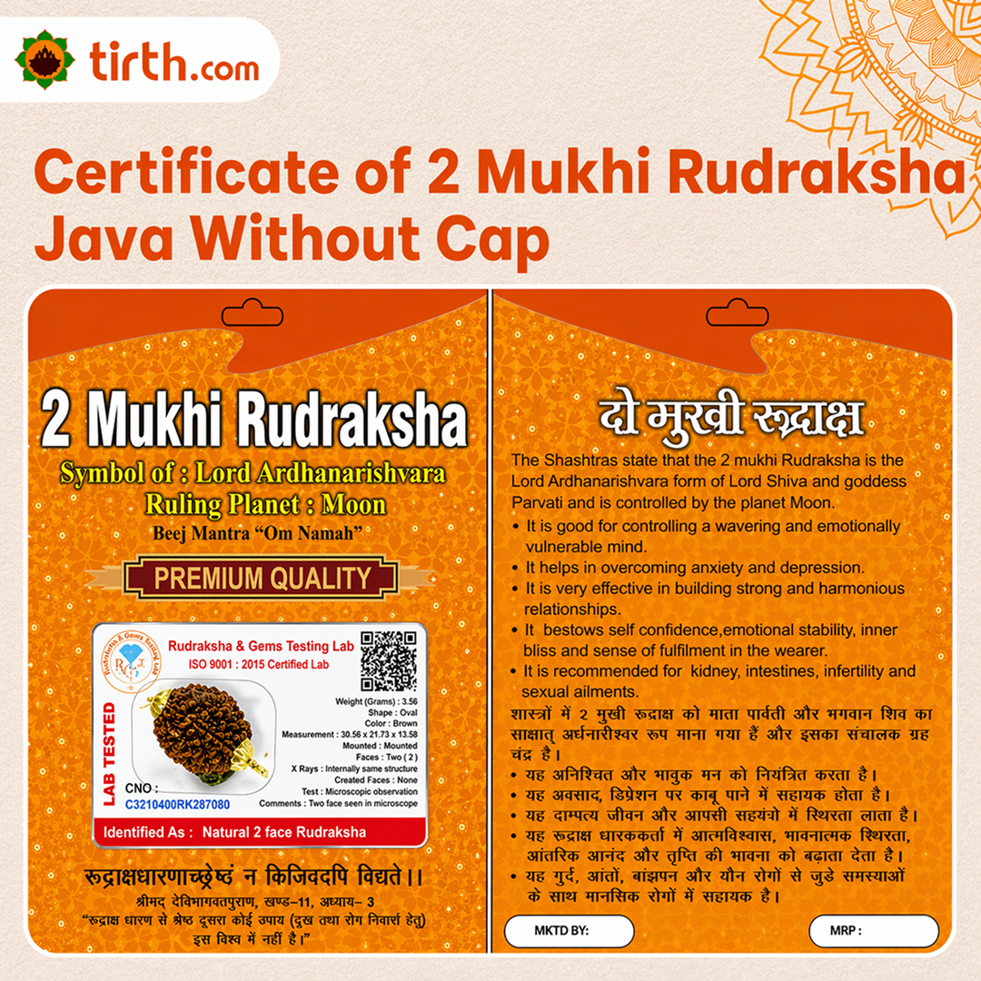 Original 2 Mukhi Rudraksha Java Without Cap – Harmony & Relationship Balance Bead