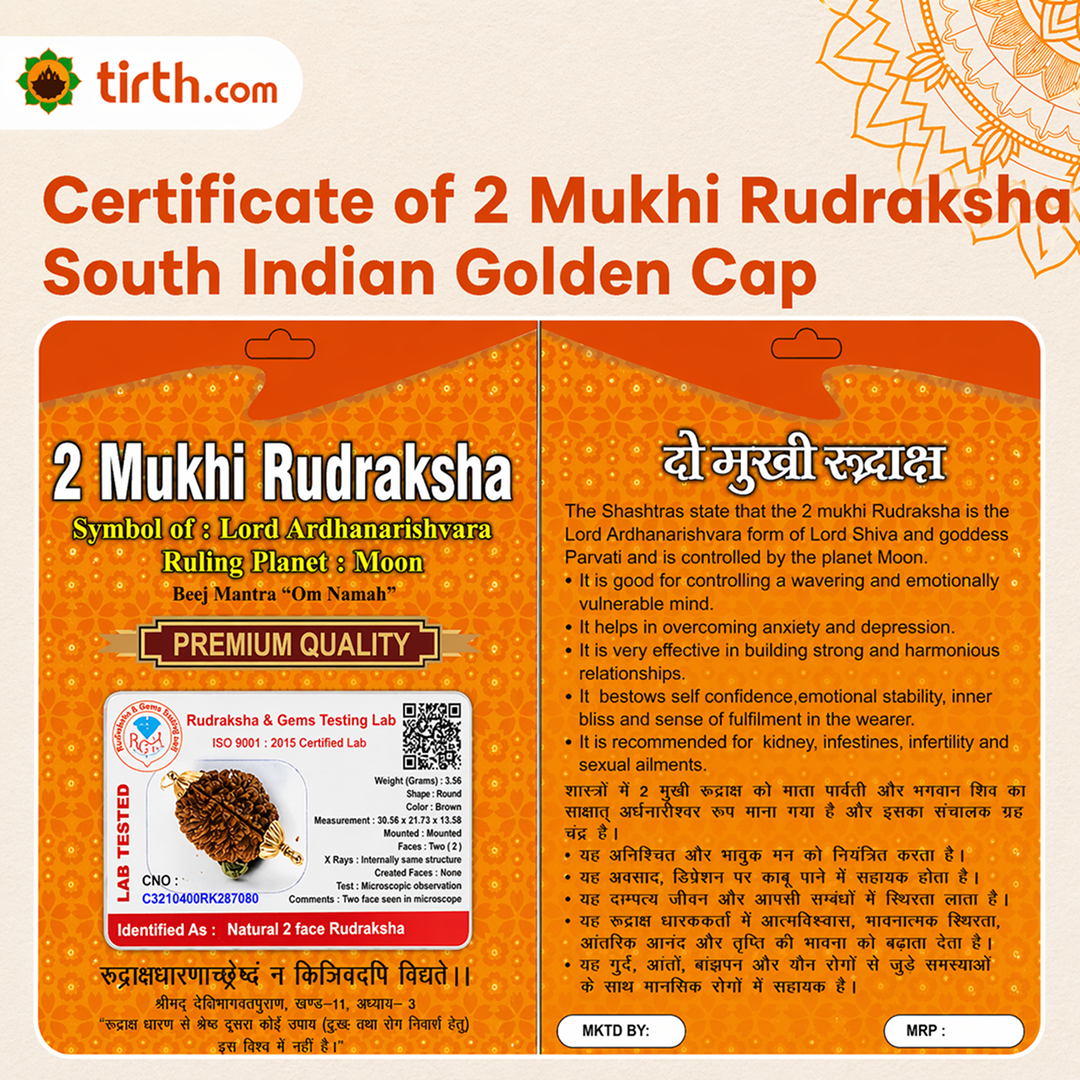 Original 2 Mukhi Rudraksha South Indian – Sacred Harmony Bead (Without Cap / Golden Cap / White Cap)