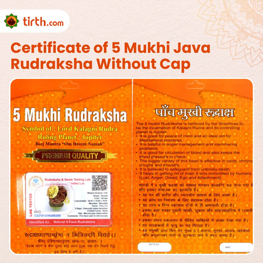 Original 5 Mukhi Rudraksha Java Without Cap โ Kalagni Rudra Peace & Protection Bead