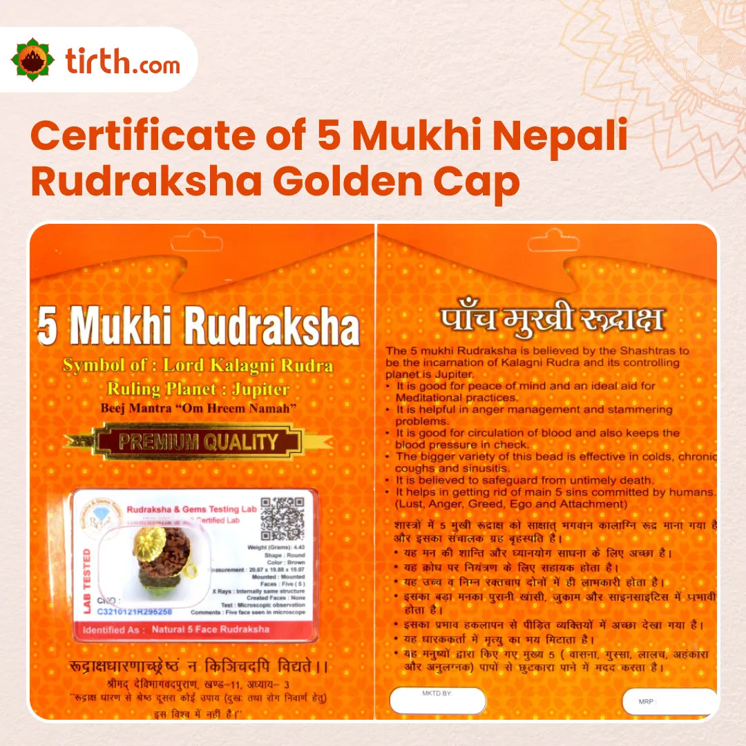 Original 5 Mukhi Rudraksha Nepali – Kalagni Rudra Protection & Peace Bead (Without Cap / Golden Cap / White Cap)