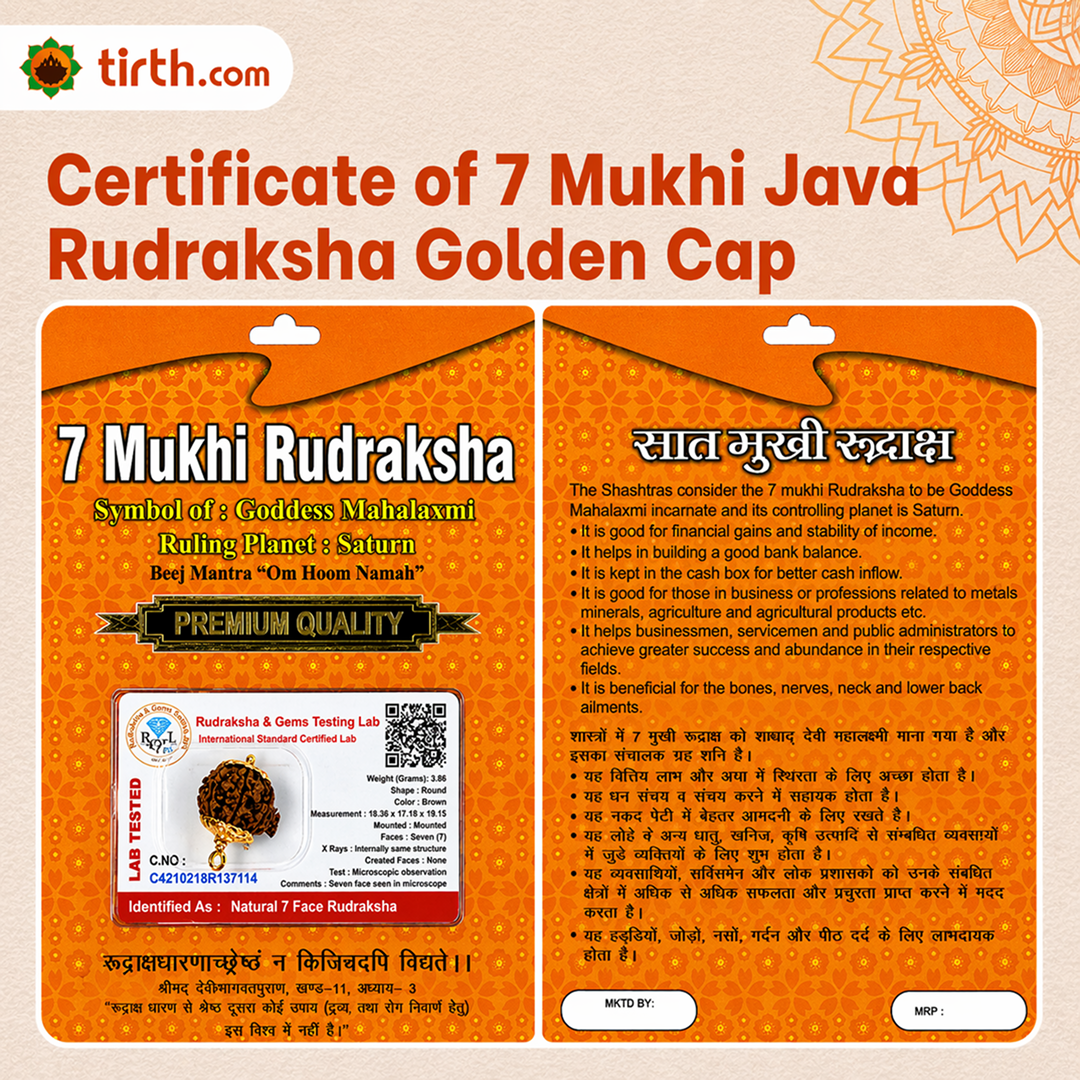Original 7 Mukhi Rudraksha Java – Mahalakshmi Prosperity Bead (Without Cap / Golden Cap / White Cap)