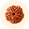 Rudraksha