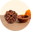 Siddh Rudraksha