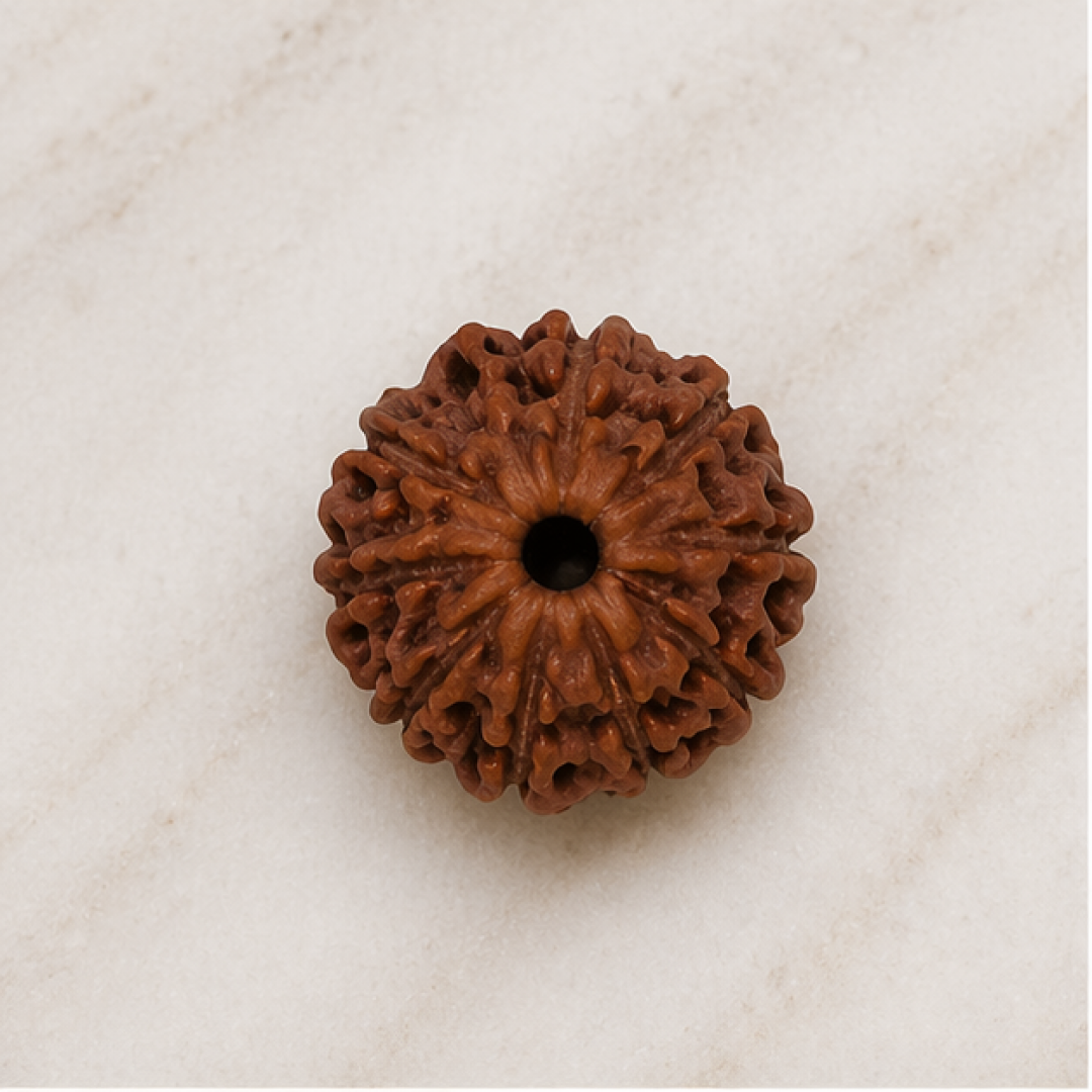 Original 10 Mukhi Rudraksha Java – Vishnu Divine Protection Bead (Without Cap / Golden Cap / White Cap)