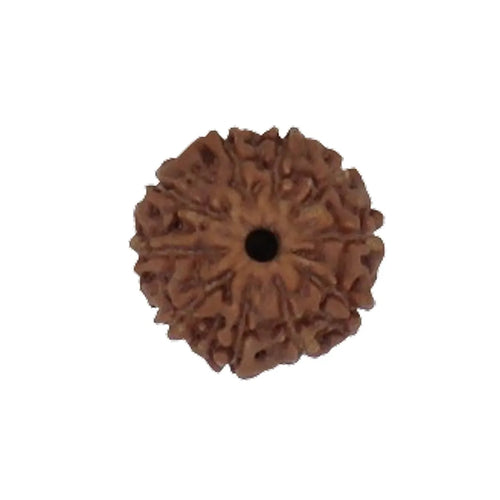 Original 10 Mukhi Rudraksha Java – Vishnu Divine Protection Bead (Without Cap / Golden Cap / White Cap)