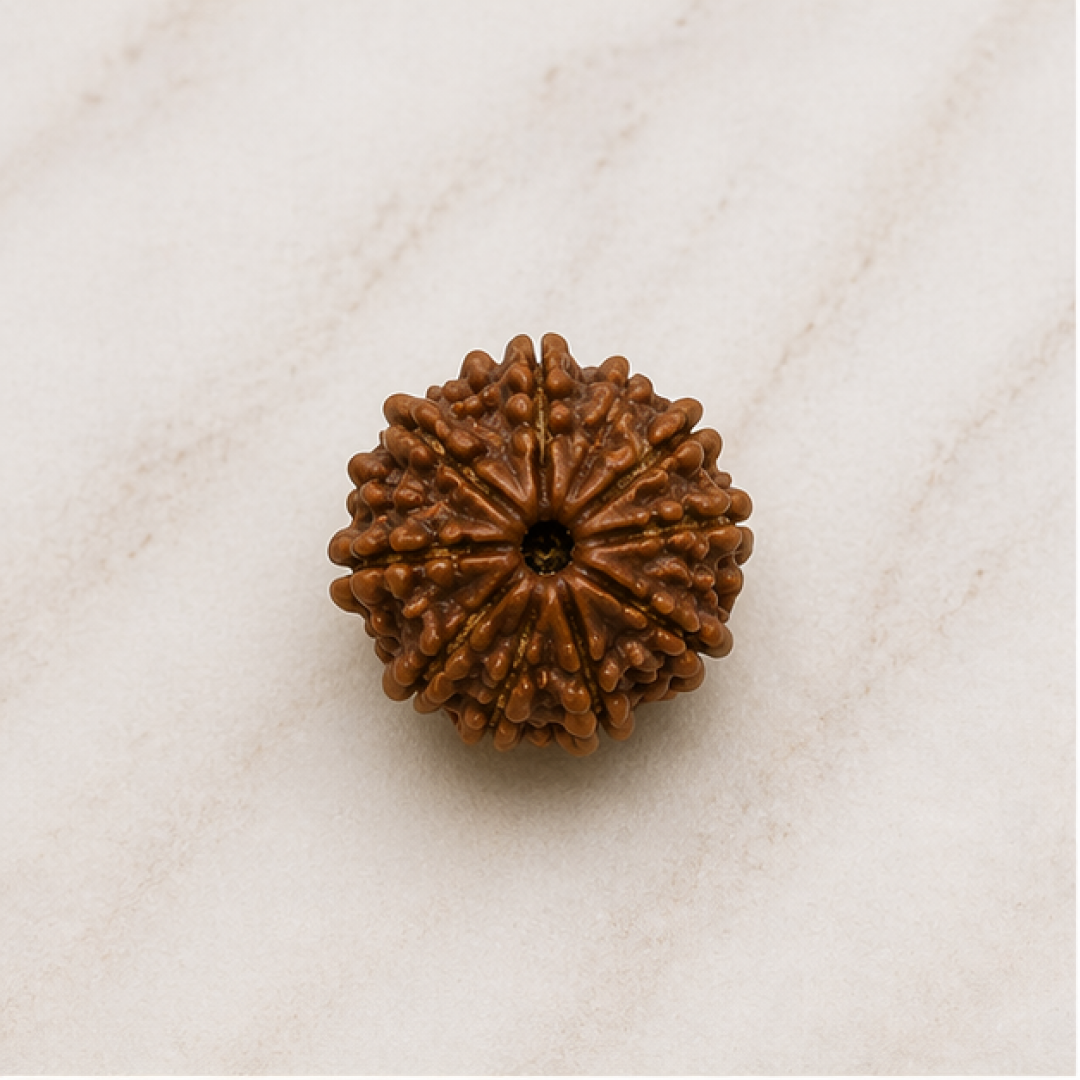 Original 10 Mukhi Rudraksha Nepali Without Cap – Vishnu Protection Bead