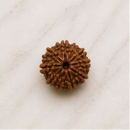 Original 10 Mukhi Rudraksha Nepali Without Cap – Vishnu Protection Bead