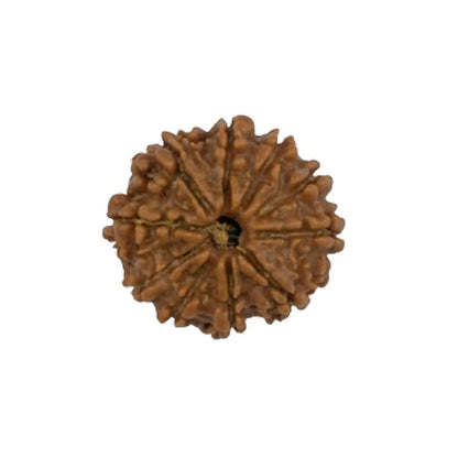 Original 10 Mukhi Rudraksha Nepali Without Cap – Vishnu Protection Bead