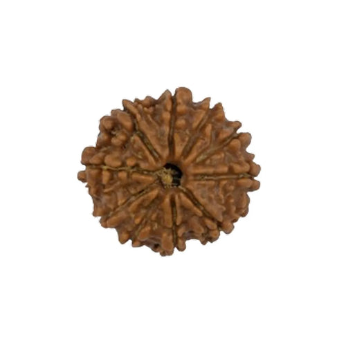Original 10 Mukhi Rudraksha Nepali Without Cap – Vishnu Protection Bead