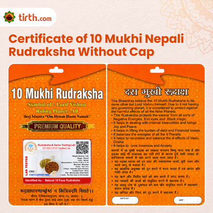 Original 10 Mukhi Rudraksha Nepali Without Cap – Vishnu Protection Bead