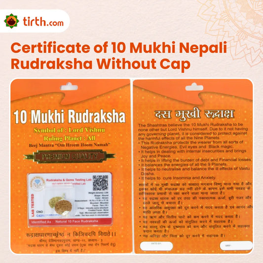 Original 10 Mukhi Rudraksha Nepali Without Cap – Vishnu Protection Bead