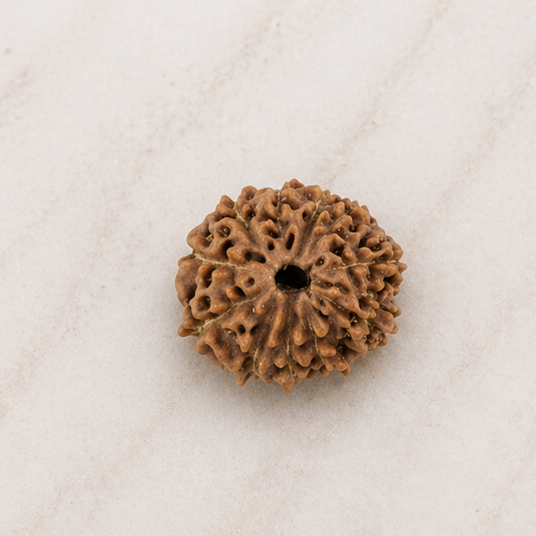 Original 11 Mukhi Rudraksha Java – Hanuman Strength & Courage Bead (Without Cap / Golden Cap / White Cap)