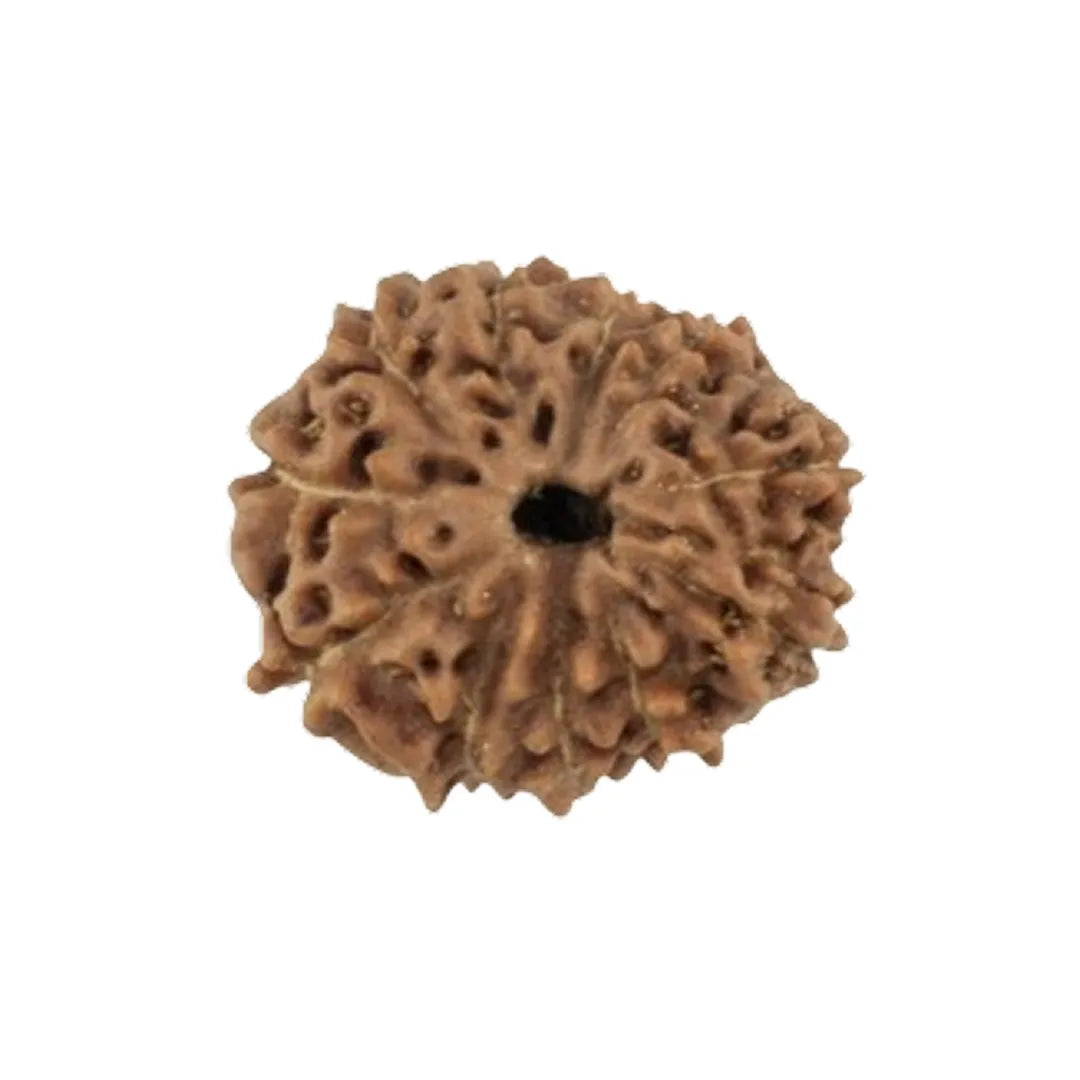 Original 11 Mukhi Rudraksha Java – Hanuman Strength & Courage Bead (Without Cap / Golden Cap / White Cap)