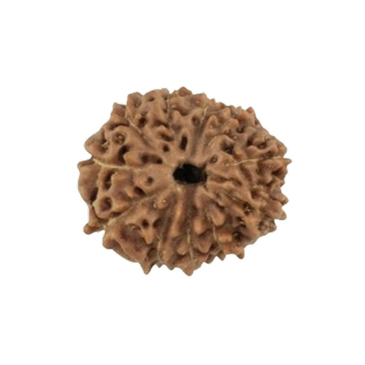 Original 11 Mukhi Rudraksha Java – Hanuman Strength & Courage Bead (Without Cap / Golden Cap / White Cap)