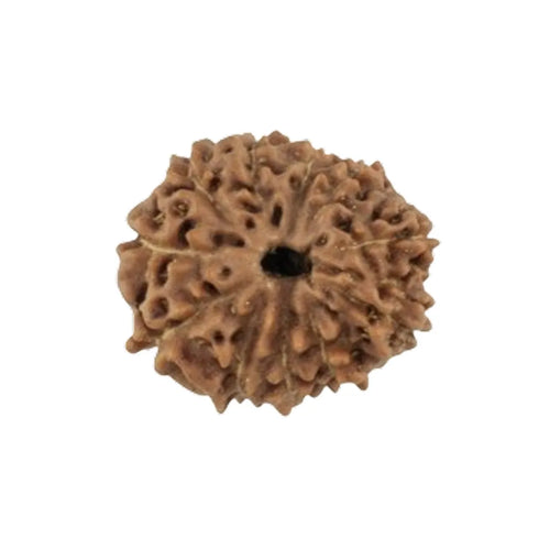 Original 11 Mukhi Rudraksha Java – Hanuman Strength & Courage Bead (Without Cap / Golden Cap / White Cap)