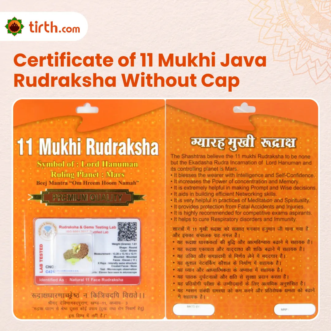 Original 11 Mukhi Rudraksha Java – Hanuman Strength & Courage Bead (Without Cap / Golden Cap / White Cap)