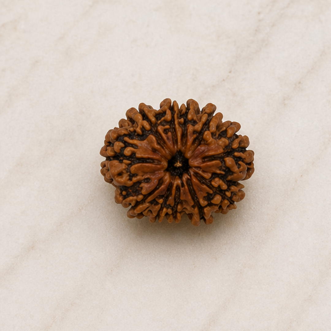 Original 11 Mukhi Rudraksha Nepali Without Cap – Hanuman Courage & Protection Bead
