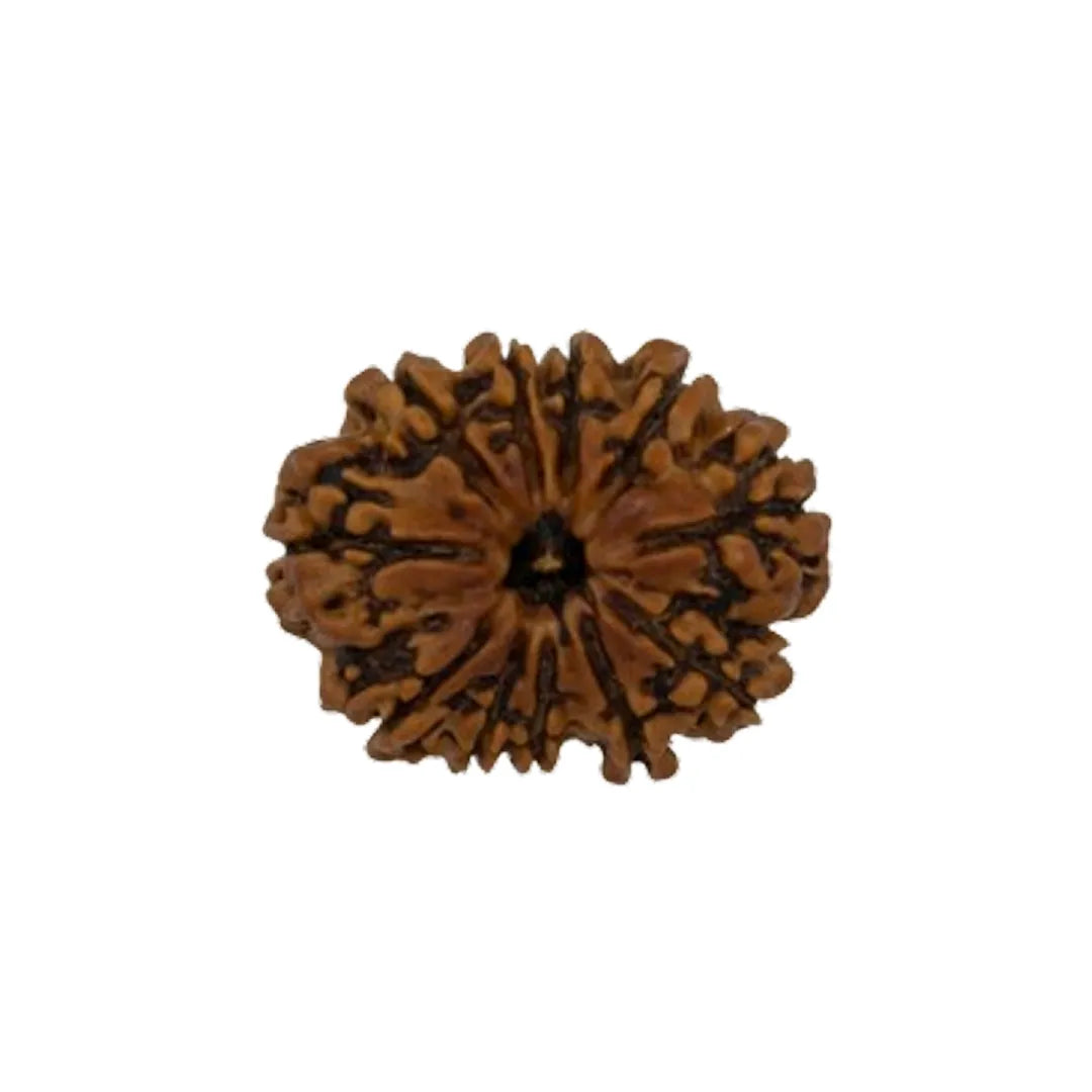 Original 11 Mukhi Rudraksha Nepali Without Cap – Hanuman Courage & Protection Bead