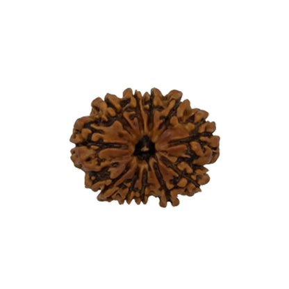 Original 11 Mukhi Rudraksha Nepali Without Cap – Hanuman Courage & Protection Bead
