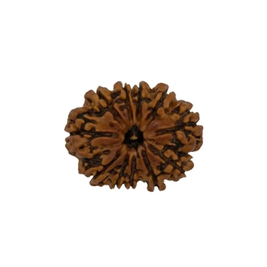 Original 11 Mukhi Rudraksha Nepali Without Cap – Hanuman Courage & Protection Bead