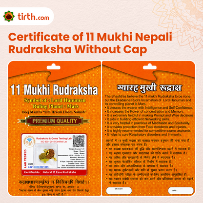 Original 11 Mukhi Rudraksha Nepali Without Cap – Hanuman Courage & Protection Bead
