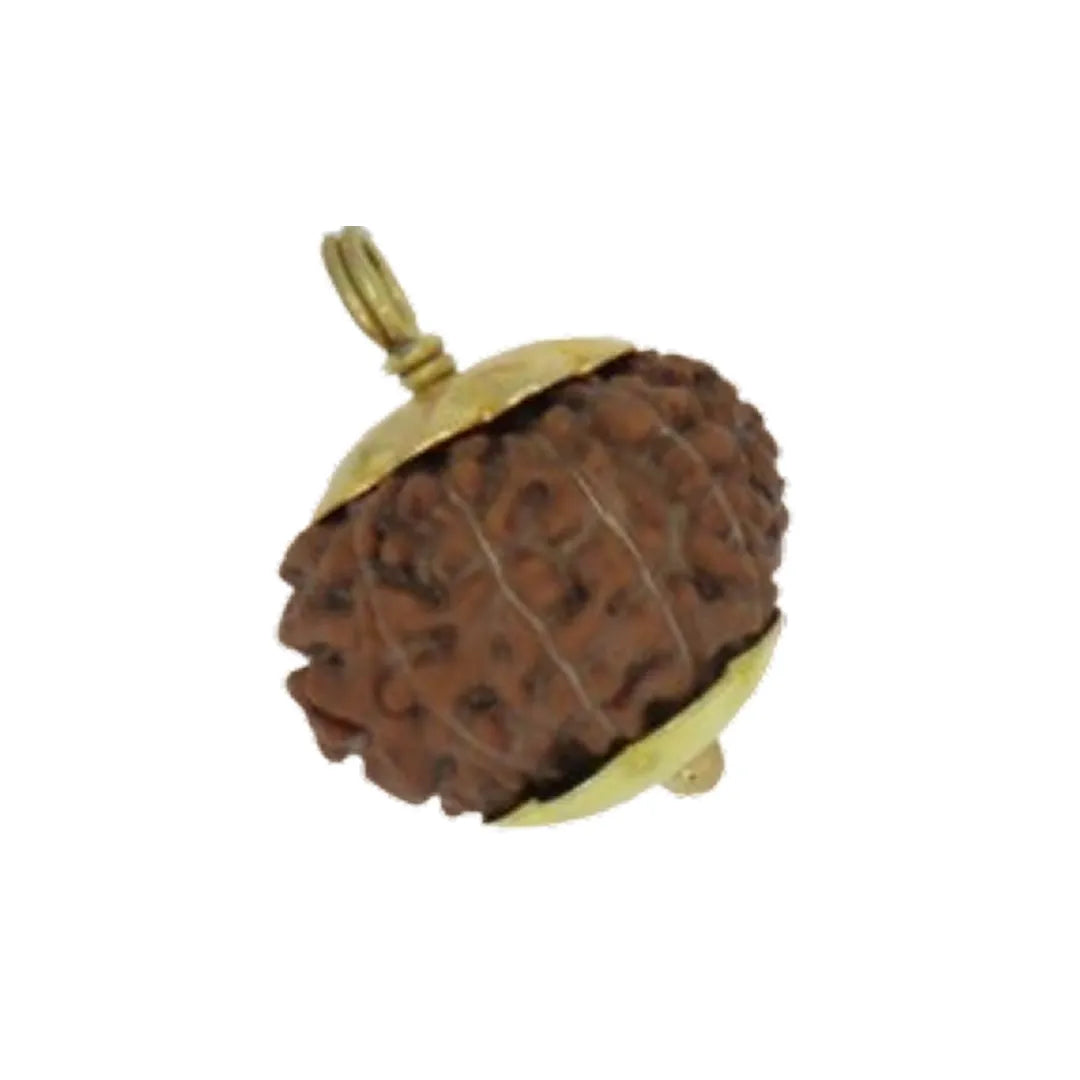 Original 12 Mukhi Rudraksha Java – Surya Authority & Radiance Bead (Without Cap / Golden Cap / White Cap)