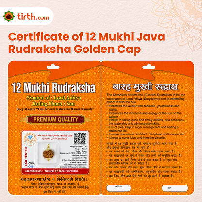 Original 12 Mukhi Rudraksha Java – Surya Authority & Radiance Bead (Without Cap / Golden Cap / White Cap)