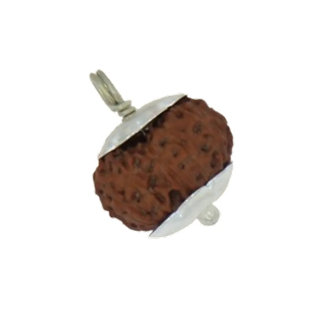 Original 12 Mukhi Rudraksha Java – Surya Authority & Radiance Bead (Without Cap / Golden Cap / White Cap)
