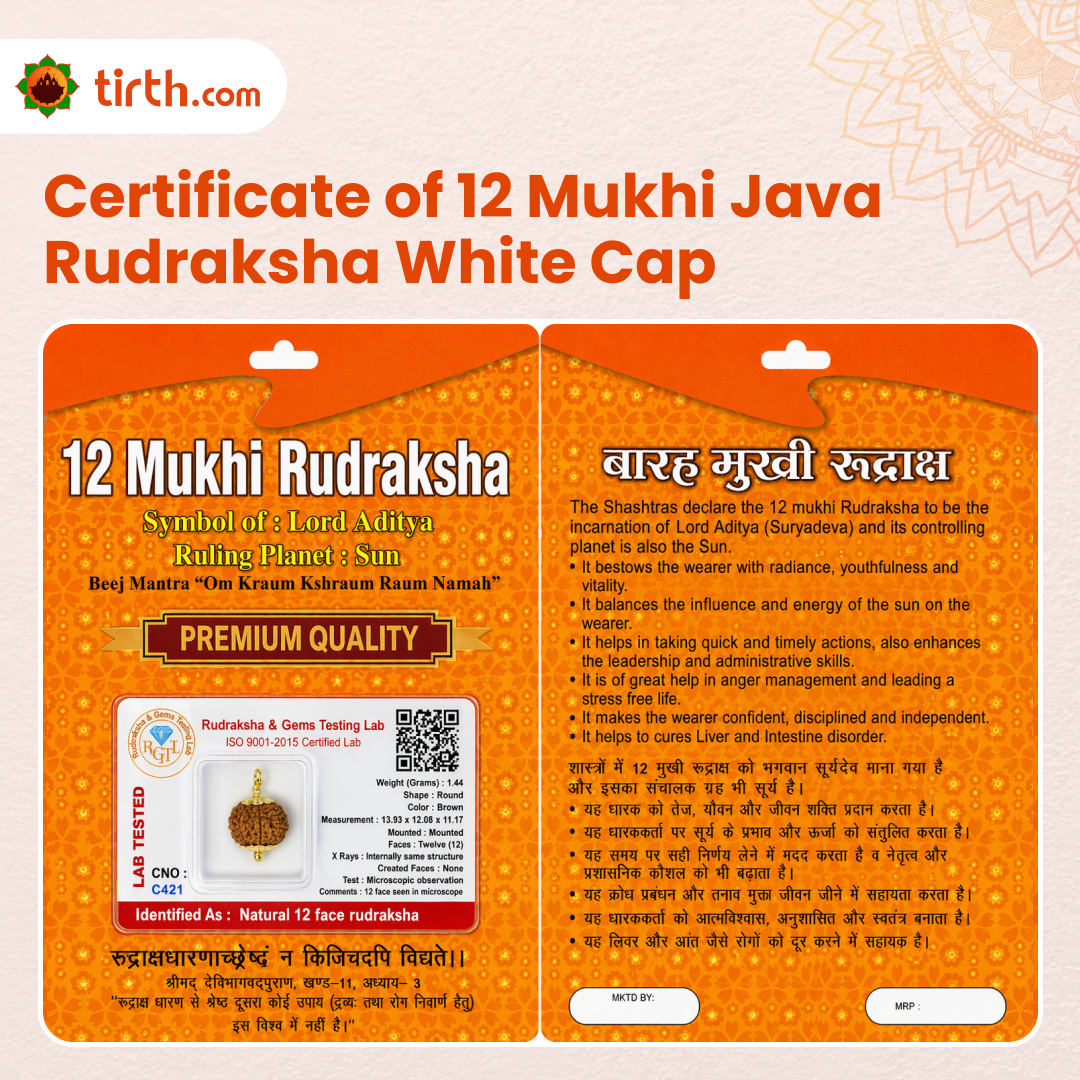 Original 12 Mukhi Rudraksha Java – Surya Authority & Radiance Bead (Without Cap / Golden Cap / White Cap)
