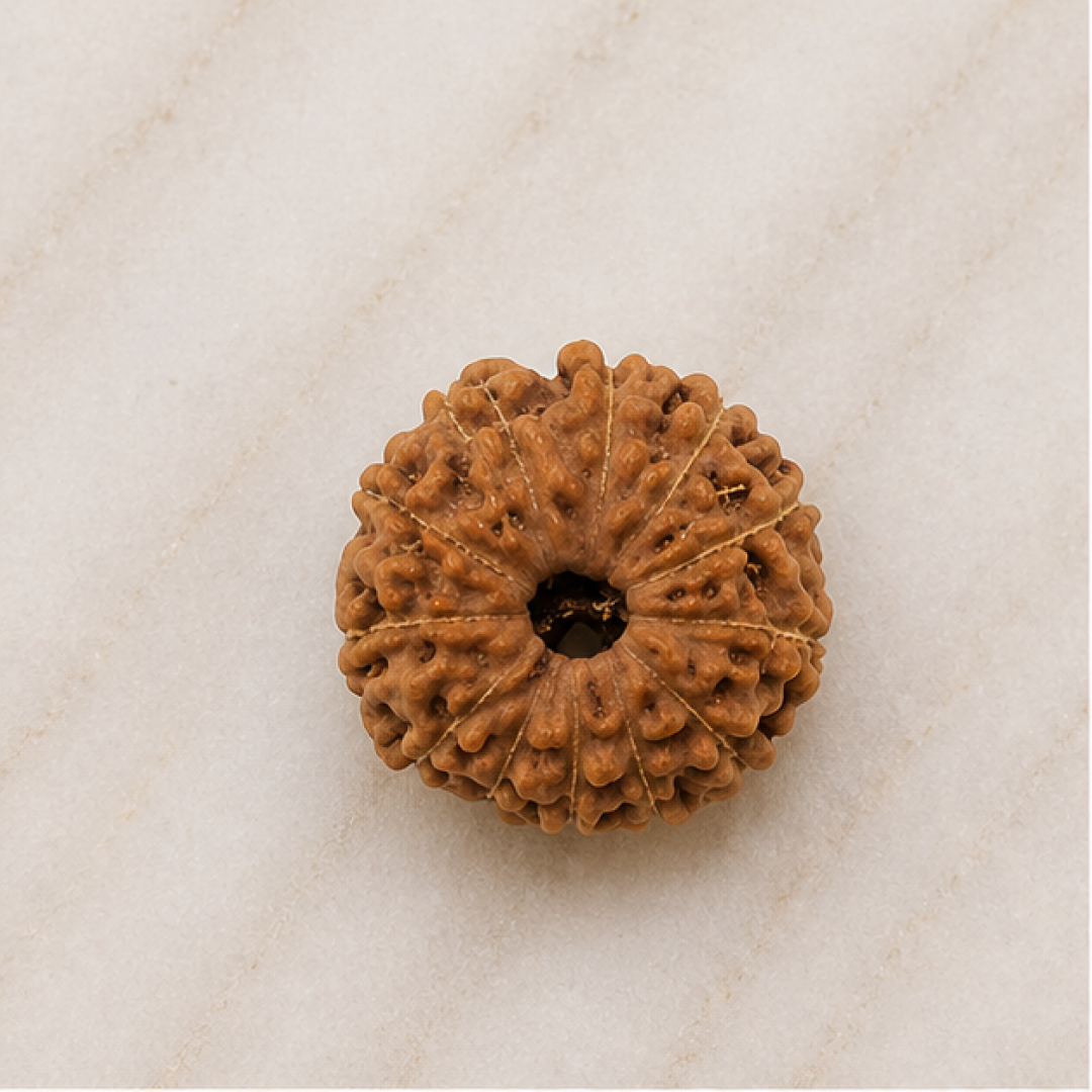 Original 12 Mukhi Rudraksha Java – Surya Authority & Radiance Bead (Without Cap / Golden Cap / White Cap)