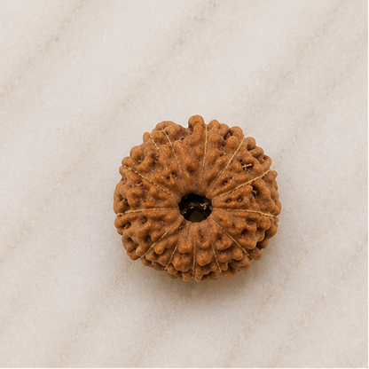 Original 12 Mukhi Rudraksha Java – Surya Authority & Radiance Bead (Without Cap / Golden Cap / White Cap)