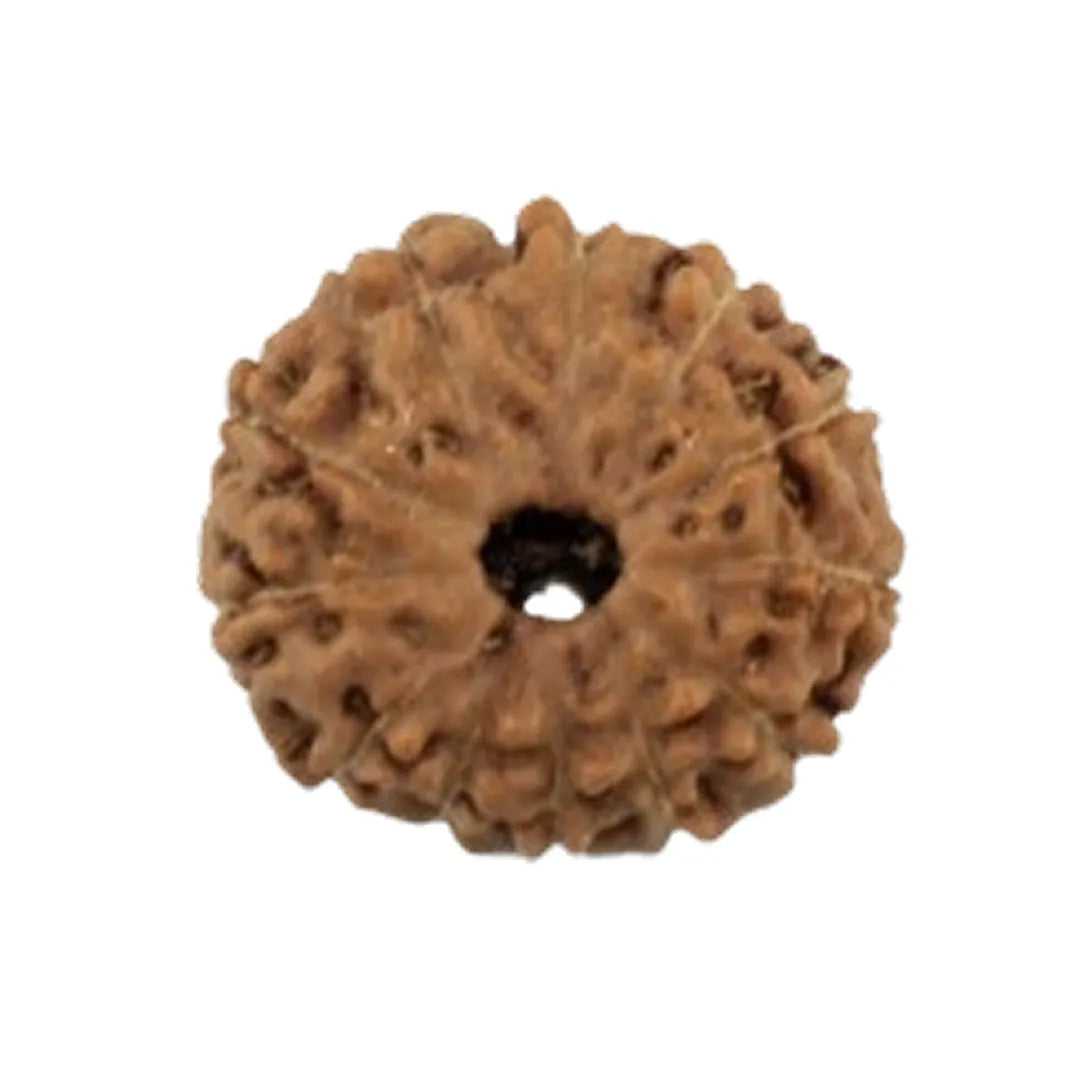 Original 12 Mukhi Rudraksha Java – Surya Authority & Radiance Bead (Without Cap / Golden Cap / White Cap)