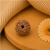 Original 12 Mukhi Rudraksha Java – Surya Authority & Radiance Bead (Without Cap / Golden Cap / White Cap)