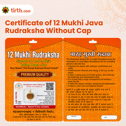 Original 12 Mukhi Rudraksha Java – Surya Authority & Radiance Bead (Without Cap / Golden Cap / White Cap)