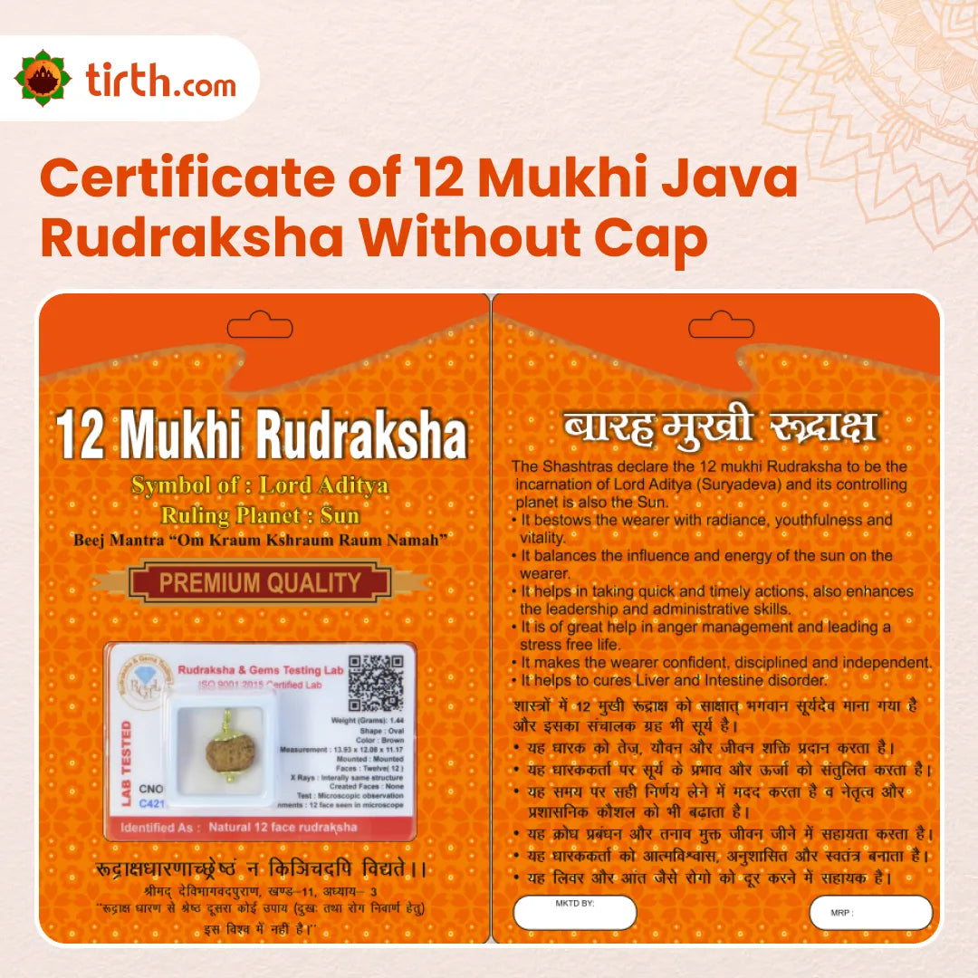 Original 12 Mukhi Rudraksha Java – Surya Authority & Radiance Bead (Without Cap / Golden Cap / White Cap)