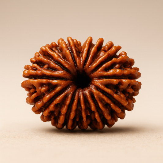 Tirth 12 Mukhi Rudraksha – Surya Dev Radiance Rudraksha for Confidence & Aura