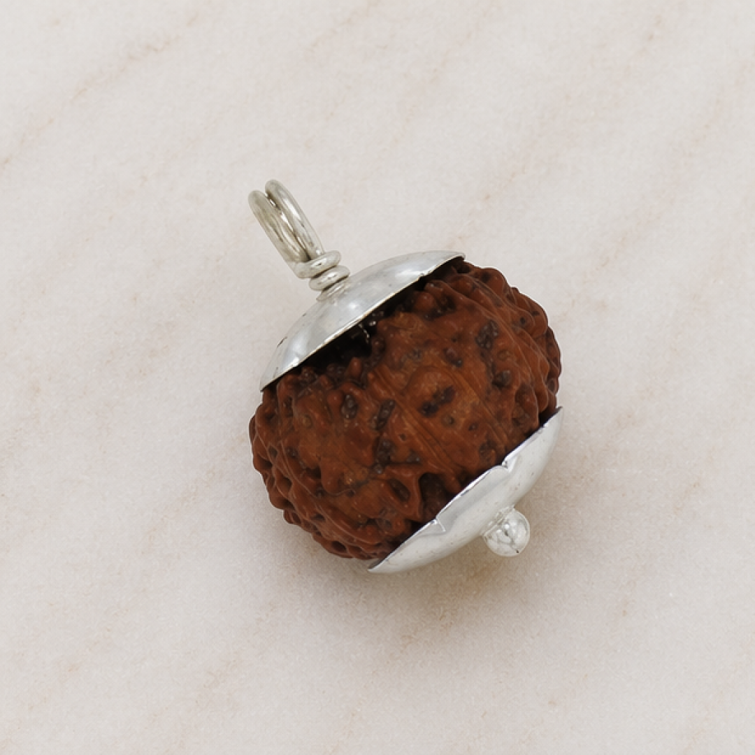 Original 13 Mukhi Rudraksha Java – Attraction & Manifestation Bead (Without Cap / Golden Cap / White Cap)