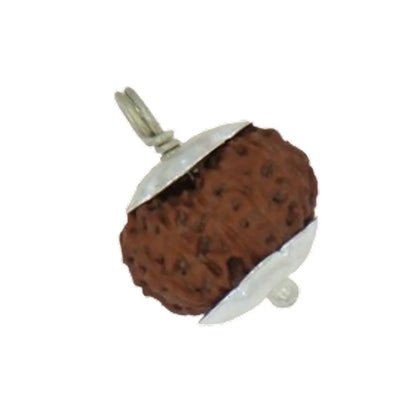 Original 13 Mukhi Rudraksha Java – Attraction & Manifestation Bead (Without Cap / Golden Cap / White Cap)