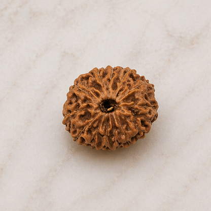 Original 13 Mukhi Rudraksha Java – Attraction & Manifestation Bead (Without Cap / Golden Cap / White Cap)
