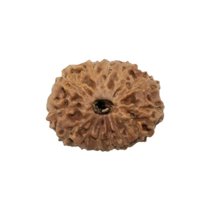 Original 13 Mukhi Rudraksha Java – Attraction & Manifestation Bead (Without Cap / Golden Cap / White Cap)