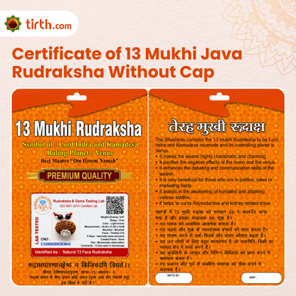 Original 13 Mukhi Rudraksha Java – Attraction & Manifestation Bead (Without Cap / Golden Cap / White Cap)