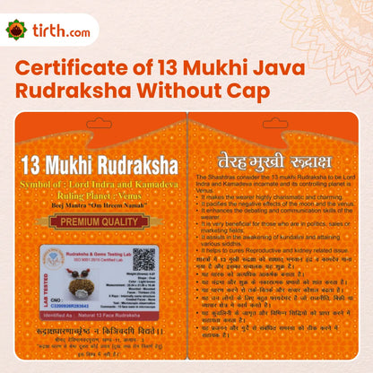 Original 13 Mukhi Rudraksha Java – Attraction & Manifestation Bead (Without Cap / Golden Cap / White Cap)