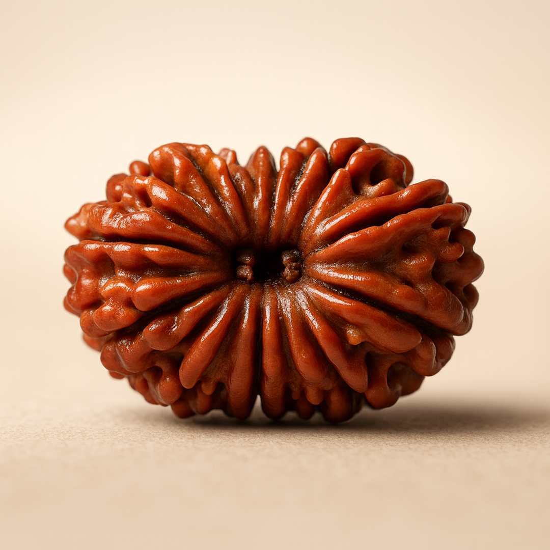 Tirth 13 Mukhi Rudraksha – Kamadeva Attraction & Manifestation Rudraksha