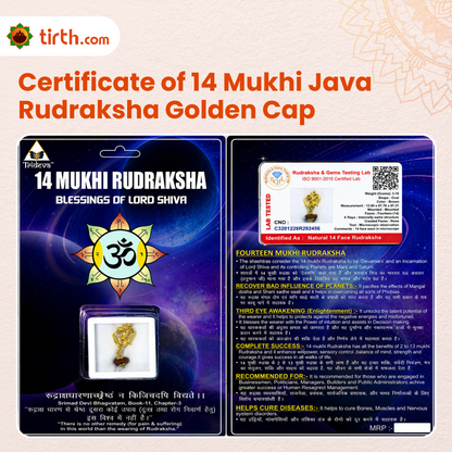 Original 14 Mukhi Rudraksha Java – Devmani Intuition & Divine Protection Bead (Without Cap / Golden Cap / White Cap)