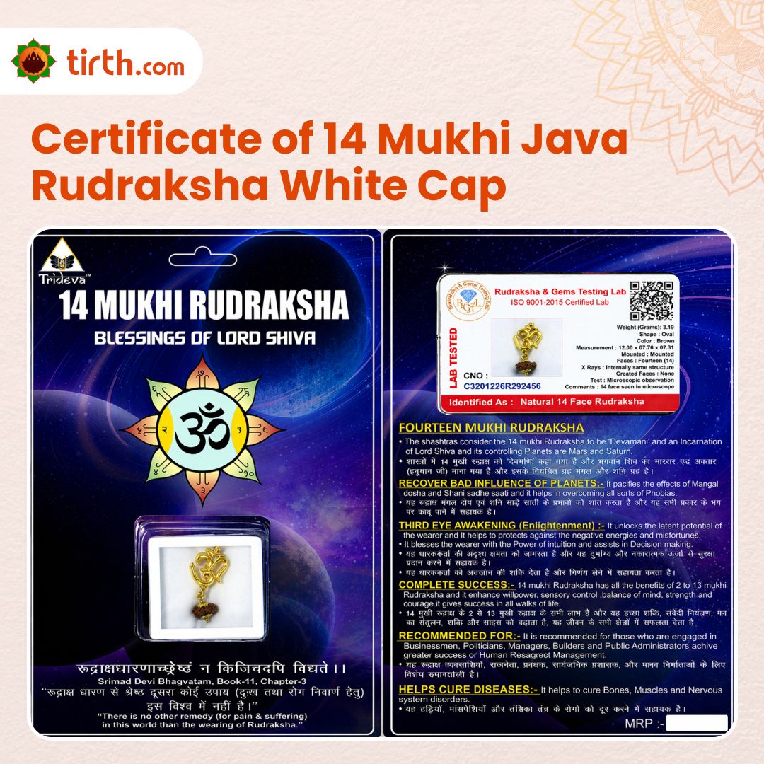 Original 14 Mukhi Rudraksha Java – Devmani Intuition & Divine Protection Bead (Without Cap / Golden Cap / White Cap)