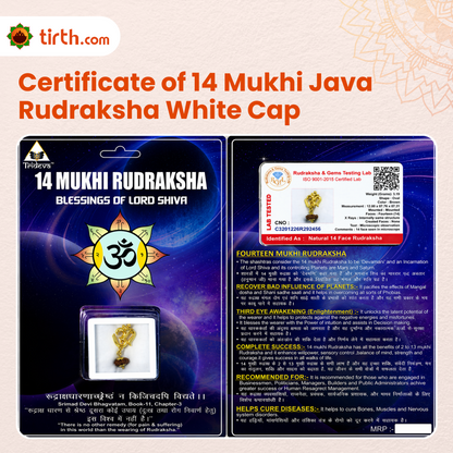 Original 14 Mukhi Rudraksha Java – Devmani Intuition & Divine Protection Bead (Without Cap / Golden Cap / White Cap)