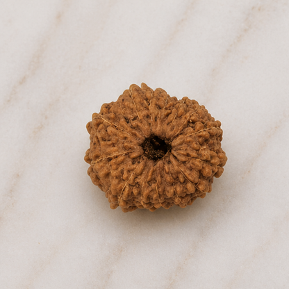Original 14 Mukhi Rudraksha Java – Devmani Intuition & Divine Protection Bead (Without Cap / Golden Cap / White Cap)